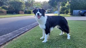 They are kind, affectionate, and serene. Collie Wikiwand