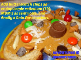 How to make an edible cell model. Edible Plant Cell Project Recipes