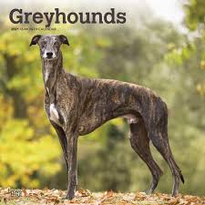 Dog greyhound whippet hound sighthound windhund spoonflower fabric by the yard. Greyhounds Grosser Englischer Windhund 2021 16 Monatskalender Mit Freier Dogdays App Original Browntrout Kalender Mehrsprachig Kalender Wall Kalender Amazon De Browntrout Publisher Bucher