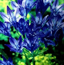 Check spelling or type a new query. Brodiaea Queen Fabiola Bulbs Corm Perennial Garden Plant Spring Summer Flower Ebay