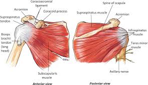 The shoulder joint is formed where the humerus (upper arm bone) fits into the scapula (shoulder blade), like a ball and socket. Shoulder Anatomy Springerlink