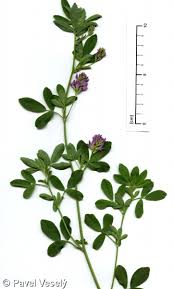 Image result for Medicago laciniata