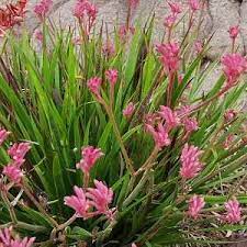 Anigozanthos Bush Pearl Dwarf Pink Kangaroo Paw Perennial A Kanga Pink Kangaroo Paw Plants Pink Garden