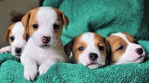 Cute jack russell terrier dog is looking aside at something. Funny Jack Russell Terrier Puppies 4 Weeks Cute Puppies Funny Puppies Youtube