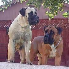 Boerboels are from mastiff family and like other mastiff. Boerboel Dog Breed Information