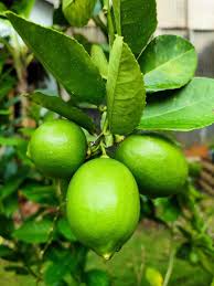Image result for Citrus × aurantiifolia