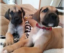 4 yr old indy and her puppies were abandoned and were rescued by a good samaritan. View Ad Great Dane Puppy For Sale Near South Carolina Conway Usa Adn 164382
