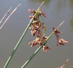 Image result for Schoenoplectus erectus