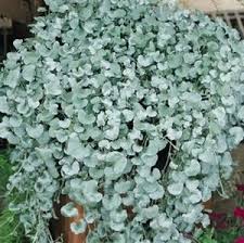 Image result for Dichondra