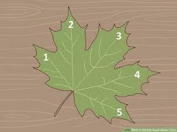 Flashfire is a cultivar of the 'caddo' subtype of sugar maple, from an isolated relic population in oklahoma. Species Spotlight Sugar Maples Three Rivers Park District