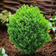 Image result for Hetaeria occidentalis