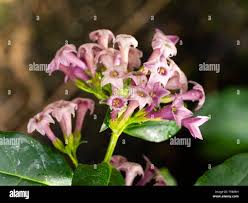 Image result for Cestrum × cultum