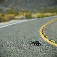 Turtle In The Road What Should I Do Turtle Funny Animal Pictures Desert Tortoise