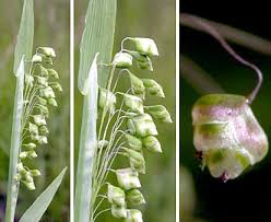 Image result for Briza minor