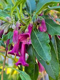 Image result for Iochroma