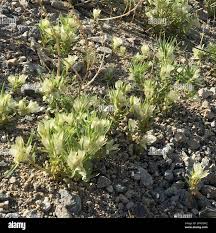 Image result for Acanthopale confertiflora