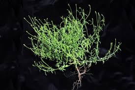 Image result for Heliotropium zeylanicum