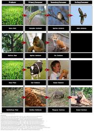 Food web synonyms, food web pronunciation, food web translation, english dictionary definition of food web. Food Chains And Webs Food Chain Examples In This Activity Students Are Going To Demonstrate Their Understanding Of The Food Chain Food Web Photos For Class