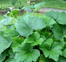 Zucchini are a type of squash—more specifically, a type of summer squash. Zucchini Organic Fertilizer Cromalinsupport