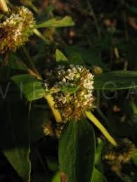 Image result for Spermacoce ruelliae