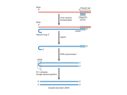 Different applications, that i'm not discussing here, may. Cdna Reverse Transcriptase