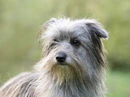 The shaggy, double coat is long and profuse in former times these dogs were shorn along with sheep. Pyrenean Sheepdog Long Haired Breeds A Z Kennel Club