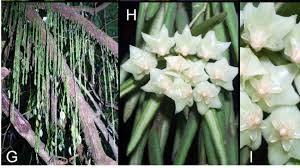 Image result for Ixora longipedunculata