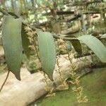 Image result for Diaphananthe bidens