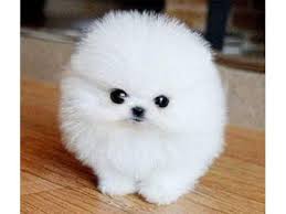 Tiny cute white fluffy dog. Home Trained White Micro Tiny Teacup Pomeranian Puppies Fluffy Dogs Cute Baby Animals Cute Dogs