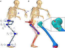 Rex skeleton, naturalis turned to 3d printing. Neuro Musculoskeletal Flexible Multibody Simulation Yields A Framework For Efficient Bone Failure Risk Assessment Scientific Reports