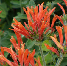 Image result for Dicliptera