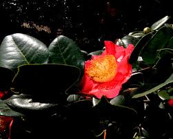 Pretty please $65.00 buy now >. Paul Narvaez Flickr