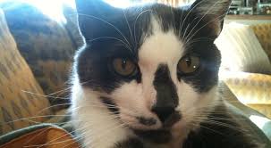 It not unheard of cats using carpets as their toilet. How To Get Cat Pee Smells And Stains Out Of Carpet Bissell Pet Network