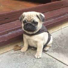 I strive for healthy pug puppies and only breed the best pug characteristics and traits possible. 52 Best Pug Puppies For Sale Ideas Pug Puppies Puppies Pug Dog