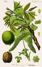 Noyer Remedes De Grand Mere Illustration Botanique Illustrations De Plantes Dessins Botaniques