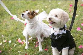 Petsmart On Twitter Pet Friendly Weddings Pets Wedding Pets