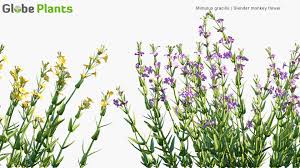 Image result for Mimulus gracilis