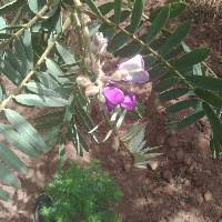 Image result for Rhynchosia kilimandscharica