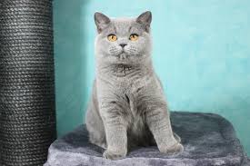 The exotic shorthair is the enticingly cuddly, shorthaired version of the persian. British Kittens Abu Dhabi Mcqueen British Shorthair