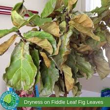 We did not find results for: How To Treat Brown Spots On Fiddle Leaf Fig Leaves With Photos