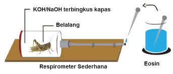 Respirometer: mengukur kecepatan pernapasan