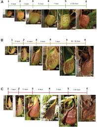 On alibaba.com come in many sizes, ranging from the small and subtle to larger pieces that. Frontiers Uplc Tof Ms Ms Based Metabolomics Analysis Reveals Species Specific Metabolite Compositions In Pitchers Of Nepenthes Ampullaria Nepenthes Rafflesiana And Their Hybrid Nepenthes Hookeriana Plant Science