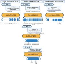 Image result for Cyperus breviradius