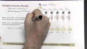 Colony forming unit (cfu or cfu) is a measure of viable bacterial or fungal cells. Dilutions Part 3 Of 4 Calculating Colony Forming Units Ml Youtube