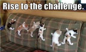 Rise To The Challenge Crazy Cats Funny Cat Memes Funny Animal Pictures