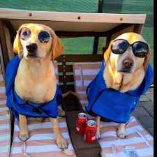 Hi friends!!! It's yo girlz Skyrizzi and the Lunatic!!! We are hoping you  can help our friends Brodie and Ollie! Their talented mom entered a  creators contest to try and win money