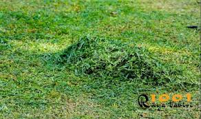 Ruyada Ot Gormek Yesil Ot Toplamak Veya Bicmek Ruyada Ot Gormek Yesil Bicmek 2020 Otlar Yesil Okuma