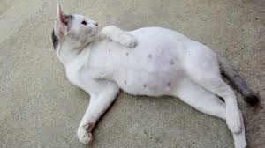 Hier erfährst du alles zum thema! Wenn Die Katze Schwanger Ist Tiergesund De