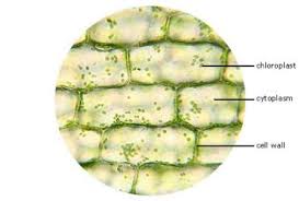 Typical animal cell (membranes) [light m… Elodea Leaf Cell Under Microscope Plant Cell Cells Worksheet Lab Activities
