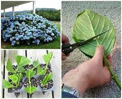The Garden Vegetarian Cuisine Growing Hydrangeas Planting Hydrangeas Plants